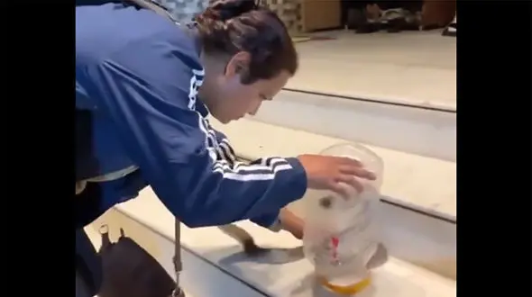 شگرد این زن برای گرفتن یک مار را ببینید + فیلم 