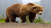 مشاهده خرس و توله‌هاش در منطقه چشمه میشی کهگیلویه + فیلم