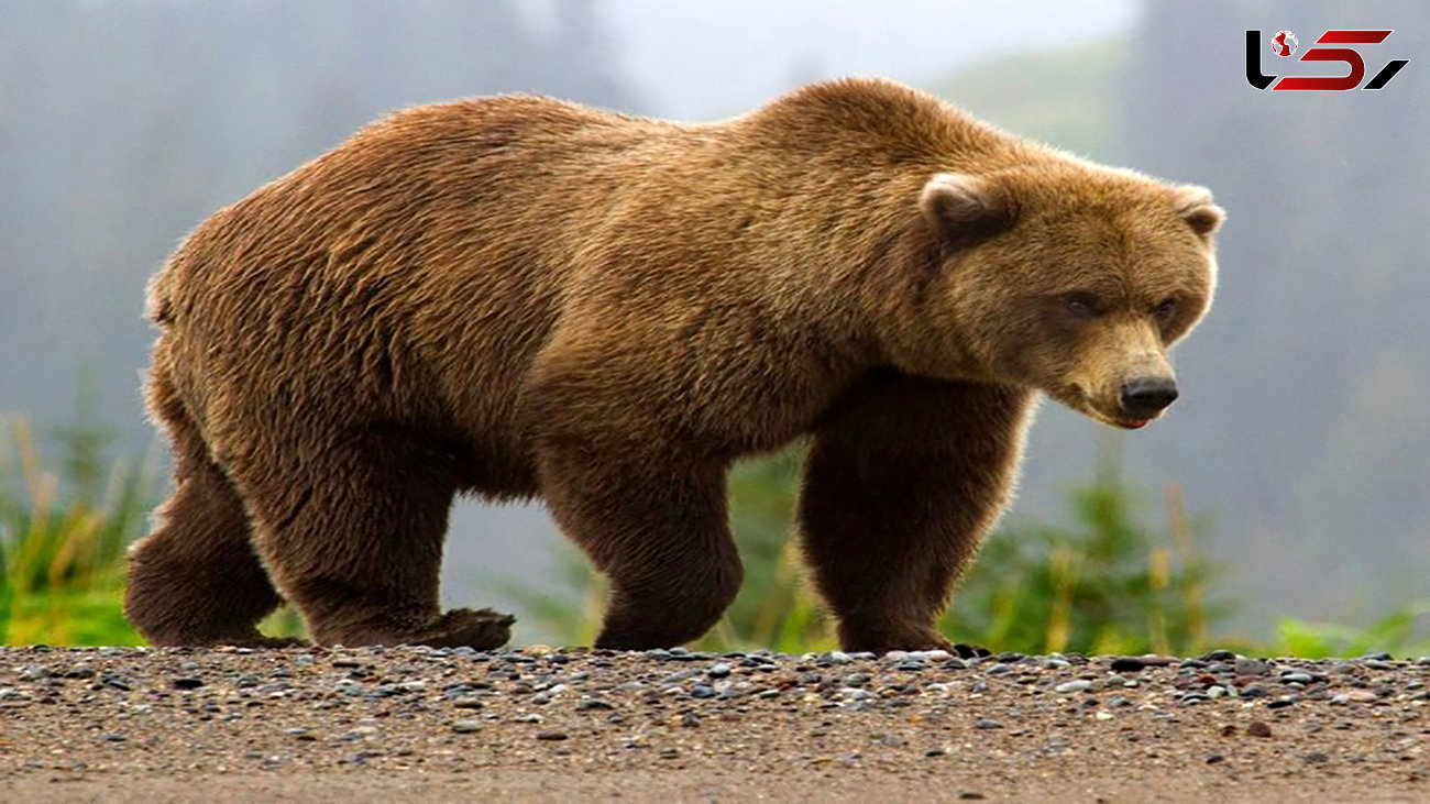 مشاهده خرس و توله‌هاش در منطقه چشمه میشی کهگیلویه + فیلم