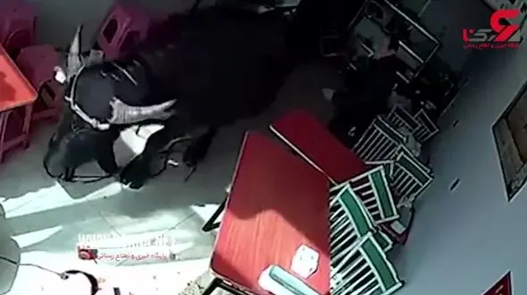 حمله حیوان وحشی به زن جوان در رستوران+فیلم