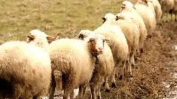 همدان رتبه برتر سنتز نژادی دام سبک کشور را کسب کرد