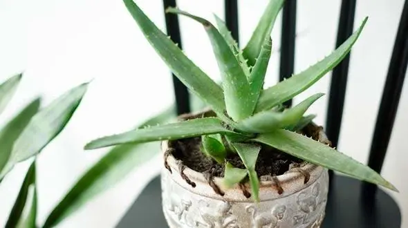 گیاهان ضد استرس را در خانه پرورش دهید