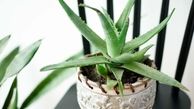 گیاهان ضد استرس را در خانه پرورش دهید