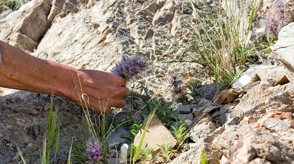 گیاهان دارویی جان مرد اقلیدی را گرفت