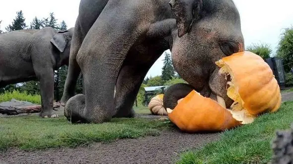 جشن هالووین بین فیل ها + فیلم