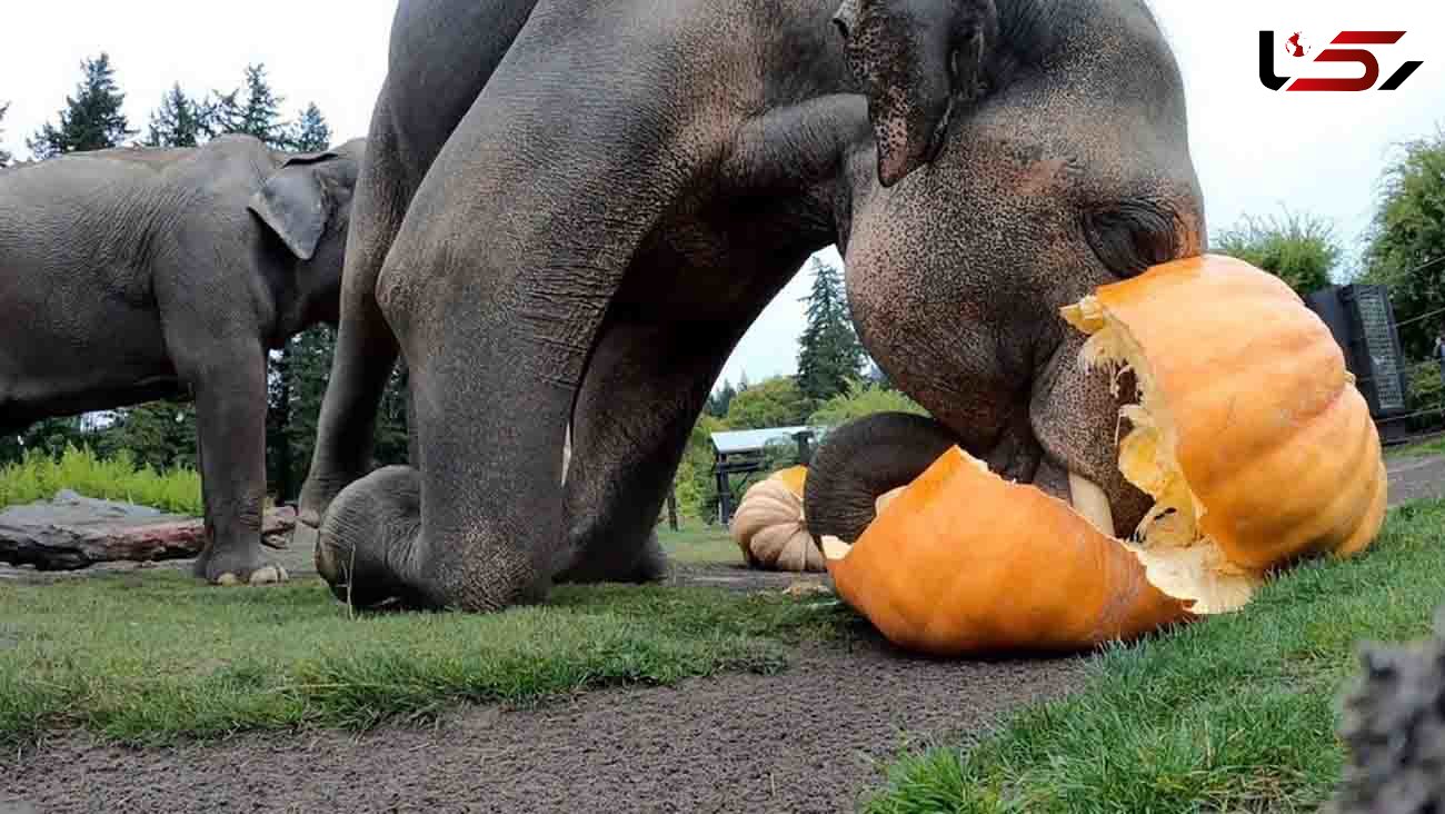 جشن هالووین بین فیل ها + فیلم