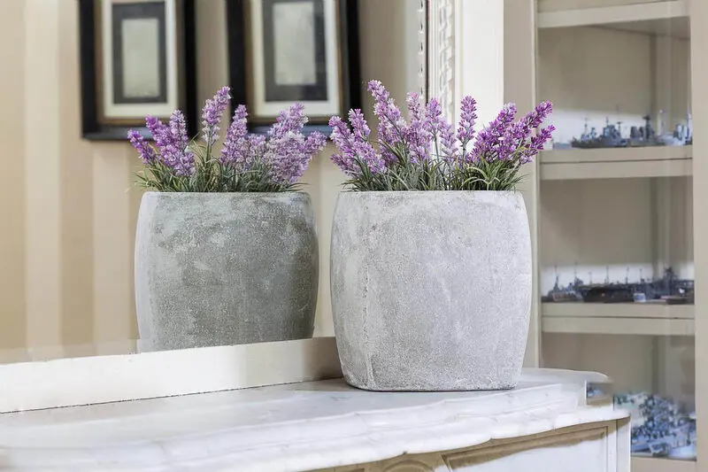 گیاه اپارتمانی