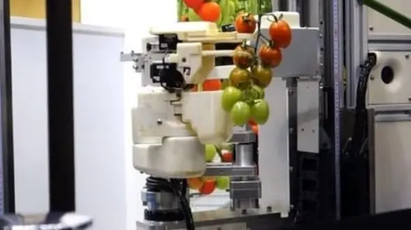ربات کشاورز در یک دقیقه 10 گوجه فرنگی می چیند