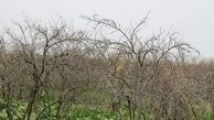 بارانهای پاییزی سال جاری به کشاورزی ساوه جان دوباره بخشید