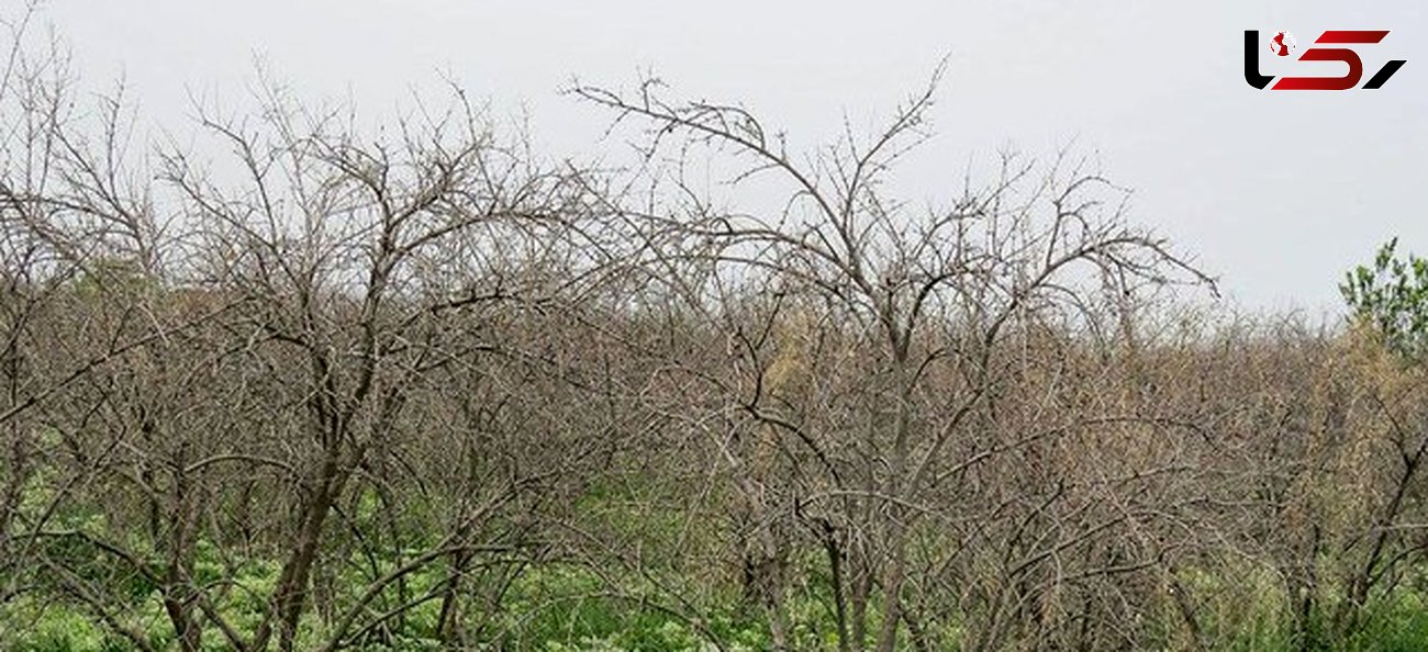 بارانهای پاییزی سال جاری به کشاورزی ساوه جان دوباره بخشید