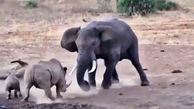 نبرد دیدنی فیل با کرگدن ! + فیلم