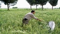  مبارزه با سن غلات در سطح ۱۱۲ هزار هکتار از اراضی کشاورزی استان قزوین