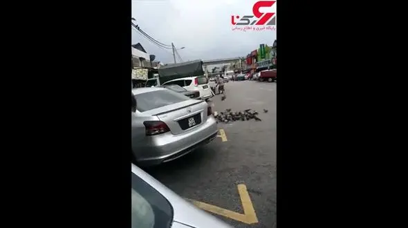 این مرد وسط شهر شکار می کند ! + فیلم