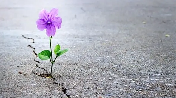 داستانک / سفره خالی ام را با امید پر می کنم