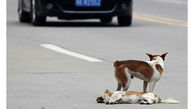 فیلم تصادف تلخ موتورسوار با یک سگ وسط خیابان / اشکتان در می آید!