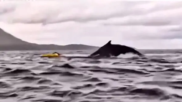 این مرد از دهان نهنگ گوژپشت بیرون انداخته شد + فیلم