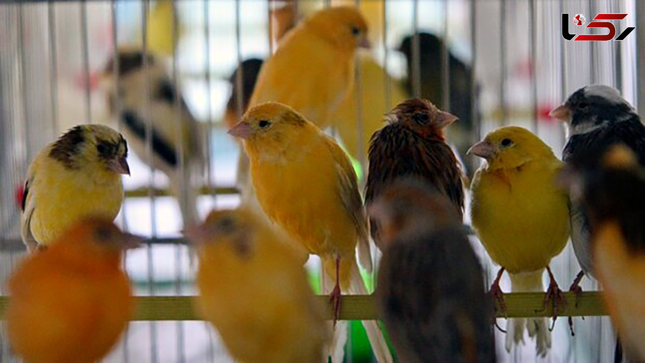 رهایی 280  پرنده کمیاب زینتی از دست قاچاقچیان در خوزستان