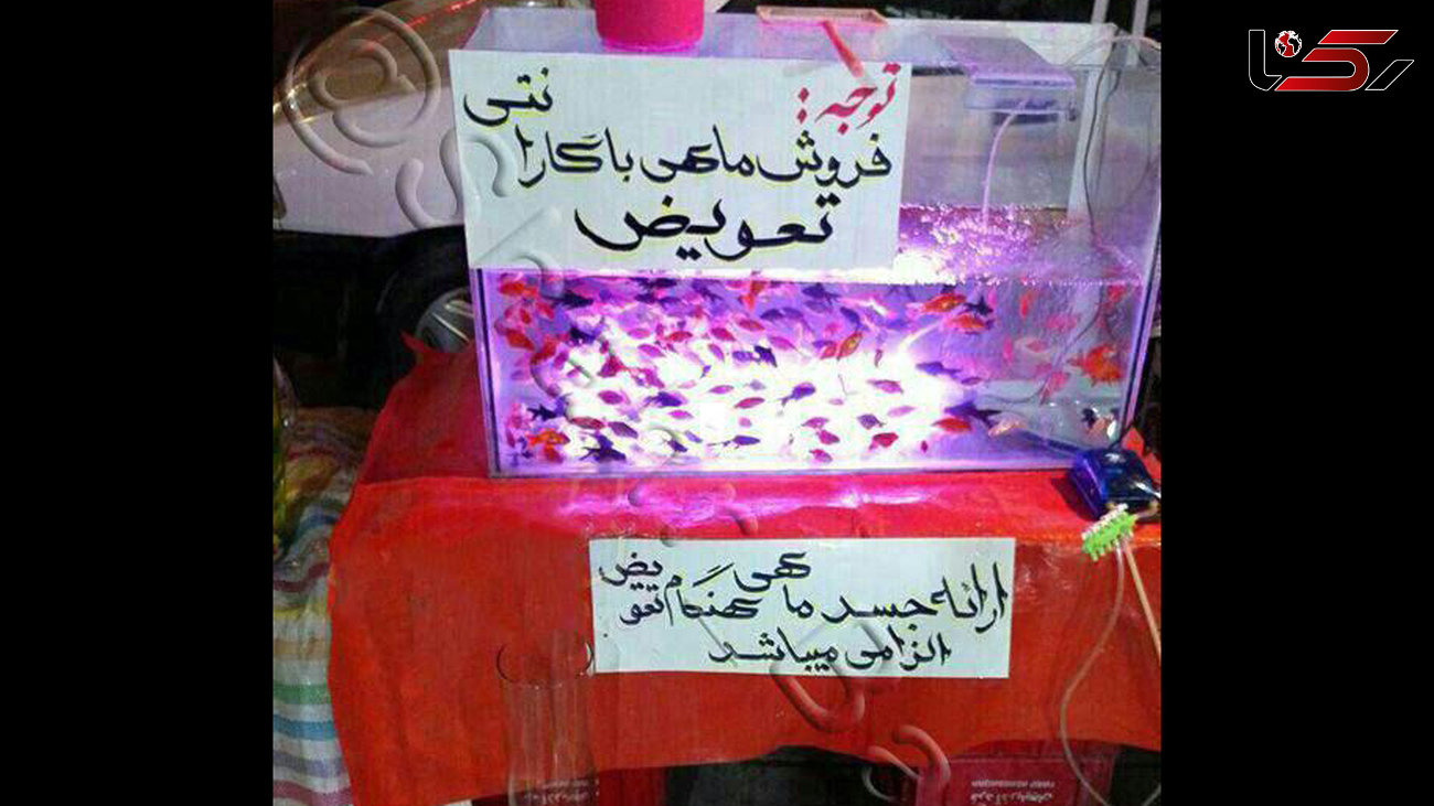 اقدام عجیب ماهی فروش شب عید / جسد بده زنده تحویل بگیر! + عکس