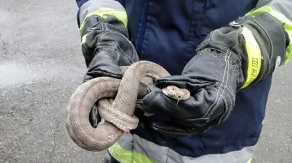 وحشت خانواده گرگانی از یک موجود وحشتناک + عکس