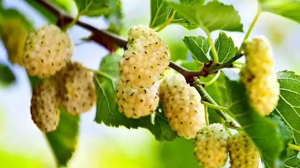 چطور شیره توت سفید درست کنیم؟ / خواص توت سفید چیست؟