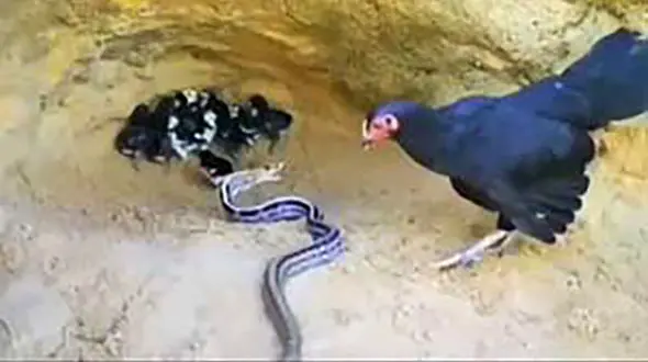 مرغ شجاع جوجه هایش را از حمله مار نجات داد + فیلم 