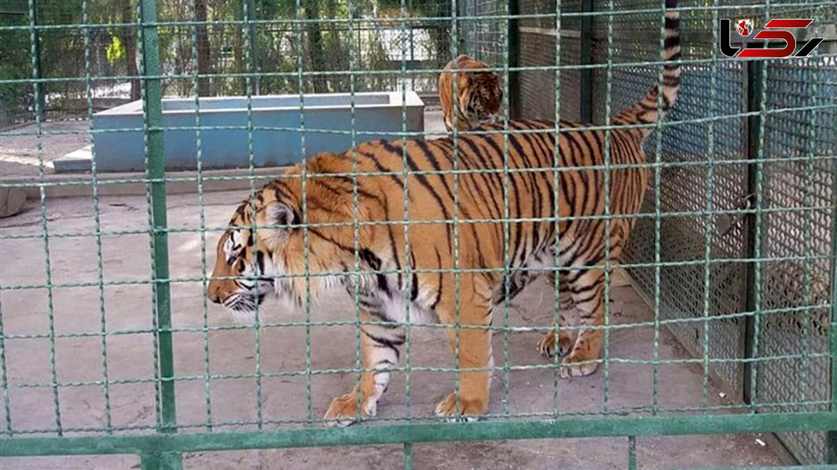 هشدار مهم به دارندگان غیرمجاز جانوران وحشی