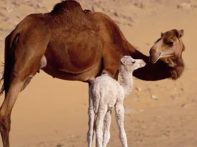 مشخصات ظاهری بچه شتر هنگام تولد 