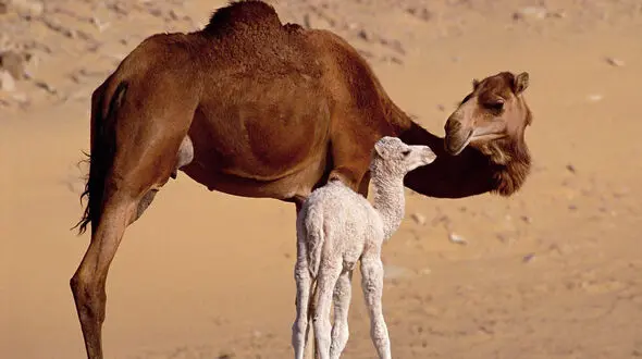مشخصات ظاهری بچه شتر هنگام تولد 