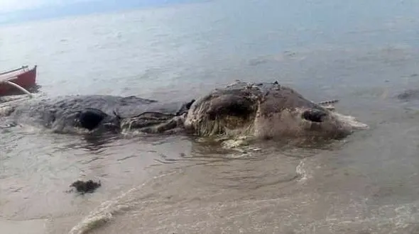 یک هیولای دریایی کشف شد