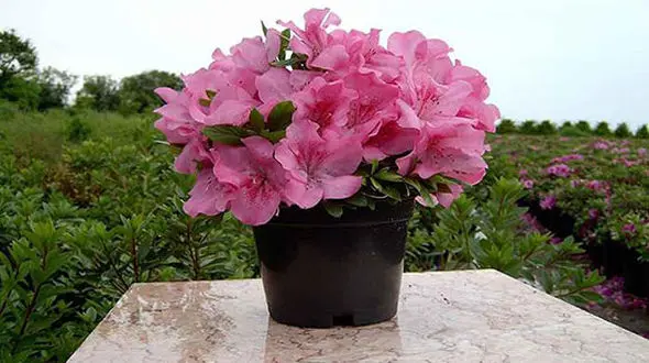 گل های بهاری که چیدمان خانه تان را زیباتر می کنند