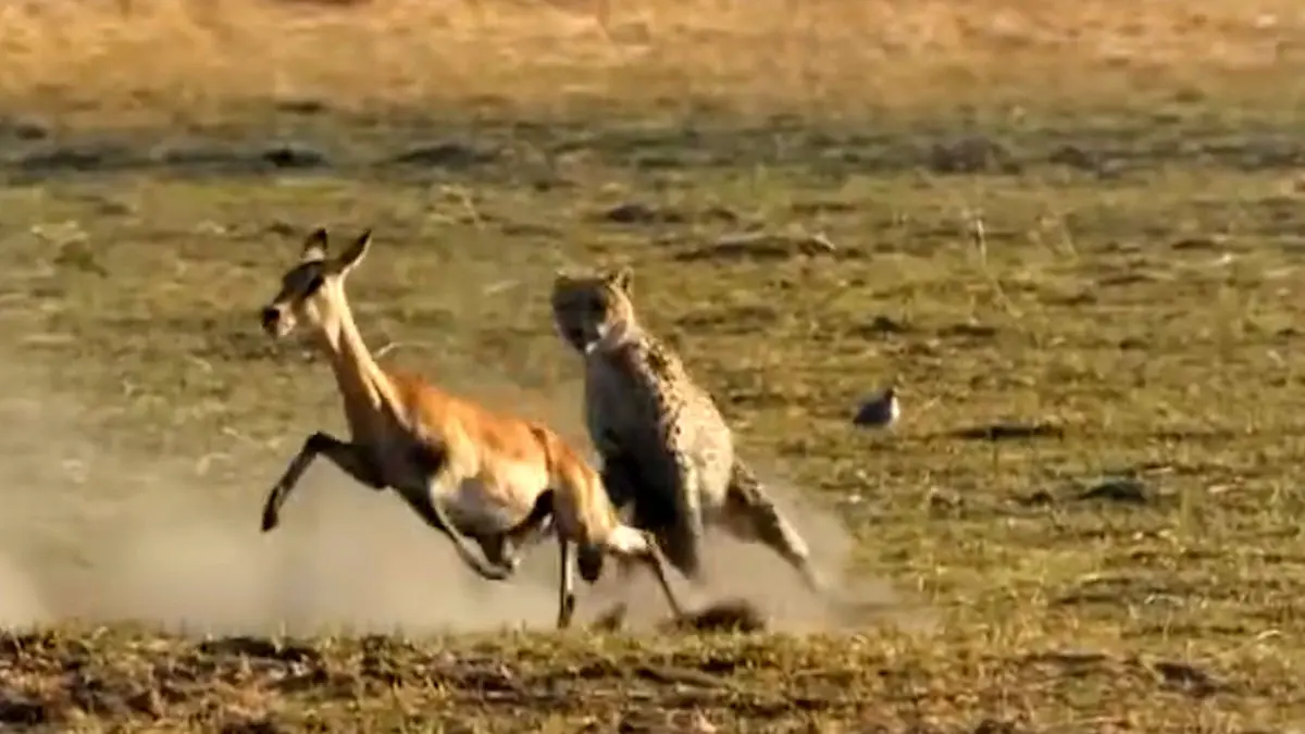 فیلم لحظات نفس‌گیر تعقیب ایمپالا توسط یوز