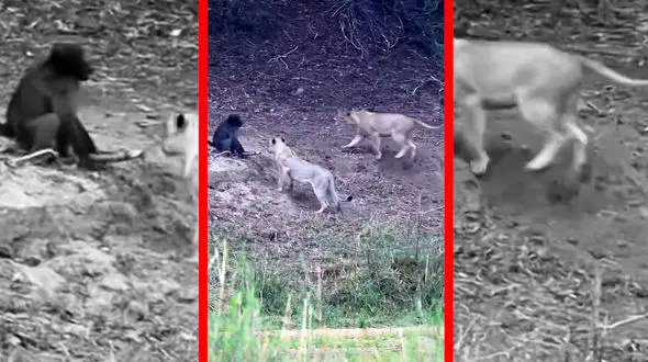 فیلم کمین هماهنگ شیرها برای شکار بابون