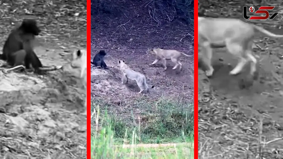 فیلم کمین هماهنگ شیرها برای شکار بابون