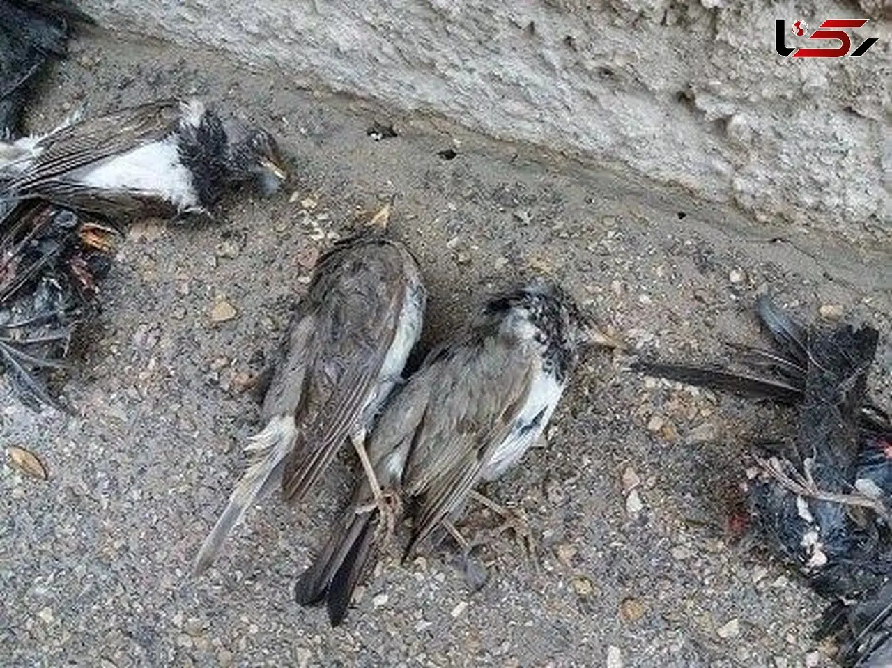 مرگ دسته‌جمعی سار‌ها این بار در بجنورد / همه شوکه شدند + عکس