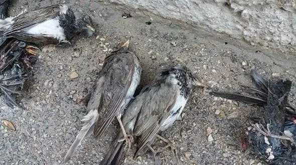 مرگ دسته‌جمعی سار‌ها این بار در بجنورد / همه شوکه شدند + عکس