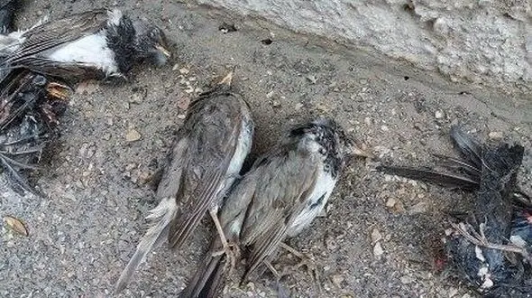 مرگ دسته‌جمعی سار‌ها این بار در بجنورد / همه شوکه شدند + عکس
