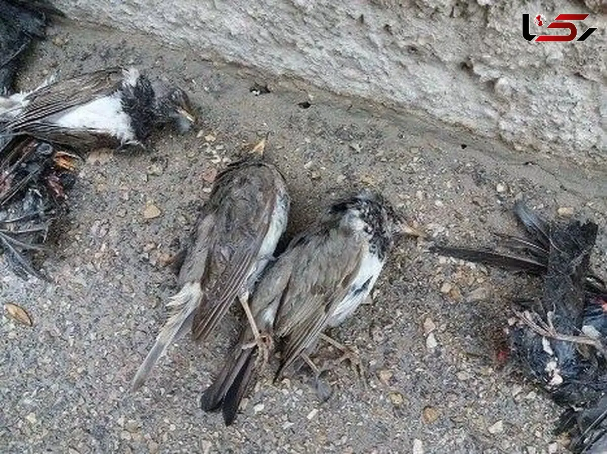 مرگ دسته‌جمعی سار‌ها این بار در بجنورد / همه شوکه شدند + عکس