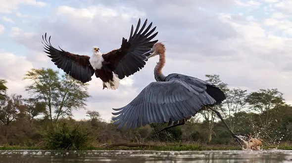 جنگ پرندگان/ حواصیل کونگ فو کار 