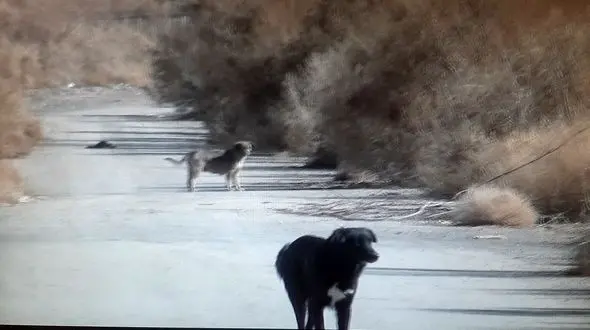  سگ ولگرد 6 نفر را تیکه پاره کرد / در گردکوه رخ داد + عکس