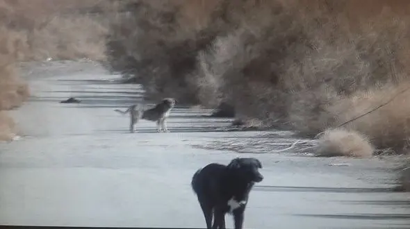 فداکاری مادرانه: نجات فرزند از حمله سگ مهاجم!