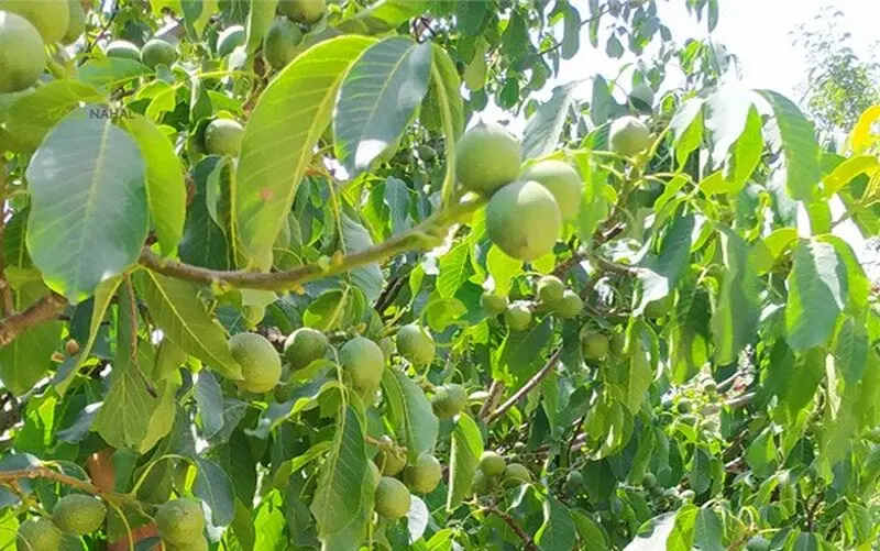 درخت گردو