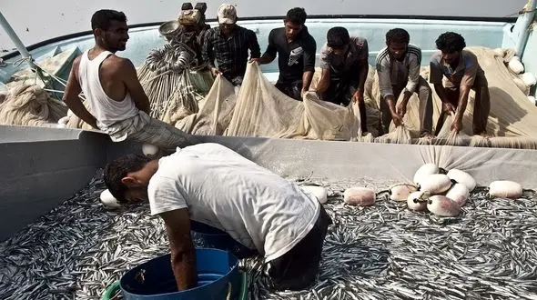 صید 702 هزار تن انواع آبزیان در کشور در سال 1400 / ایران؛ رتبه دوم صید تون ماهیان در اقیانوس هند 