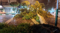 سقوط درخت در خیابان تهران بر اثر طوفان شدید
