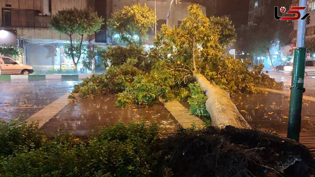 سقوط درخت در خیابان تهران بر اثر طوفان شدید
