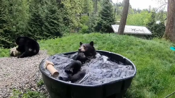این خرس از گرما به آب تنی پرداخت + فیلم