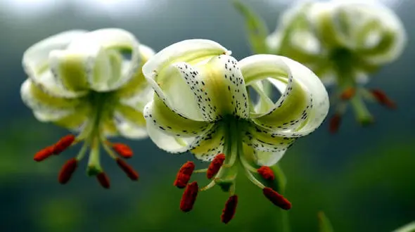 کمیاب ترین گل جهان در گیلان + فیلم