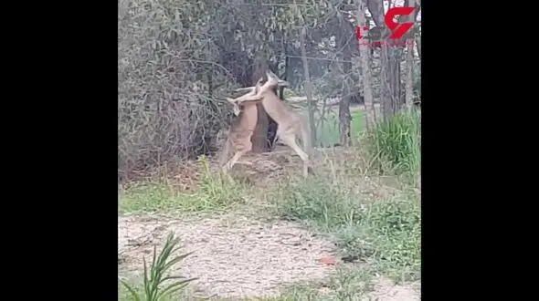 لحظه باورنکردنی بوکس 2 کانگورو + فیلم 