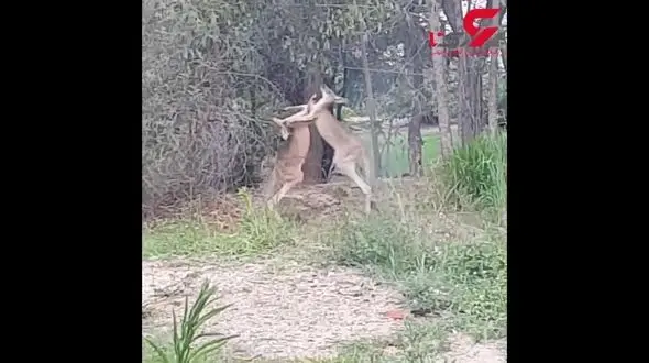 لحظه باورنکردنی بوکس 2 کانگورو + فیلم 