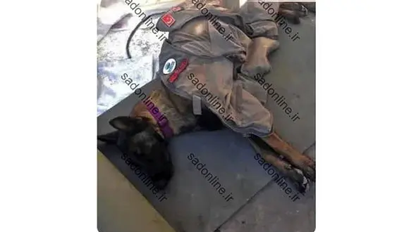 بی هوشی سگی که 40 نفر را از زیر آوار زلزله ترکیه نجات داد + عکس