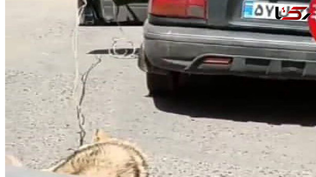آزارگر حیوانات فومنی بازداشت شد
